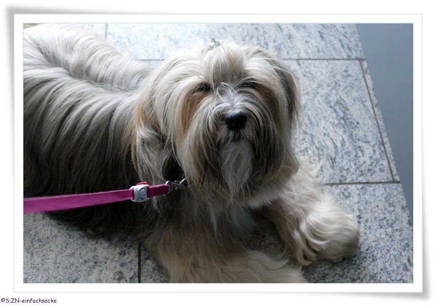 [Hundeblog] Einfach Socke Ein wenig ausbrechen&hellip;.