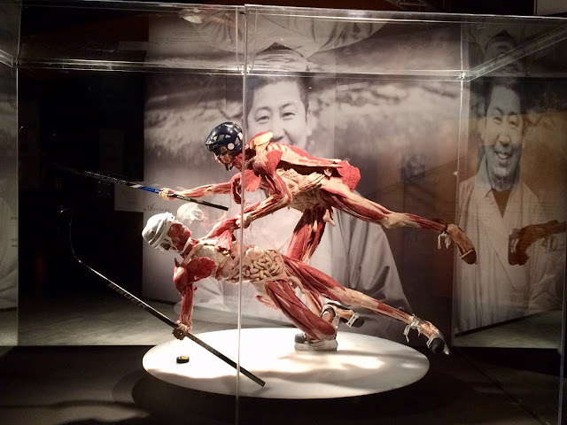 Wystawa Body Worlds & The Cycle of Life
