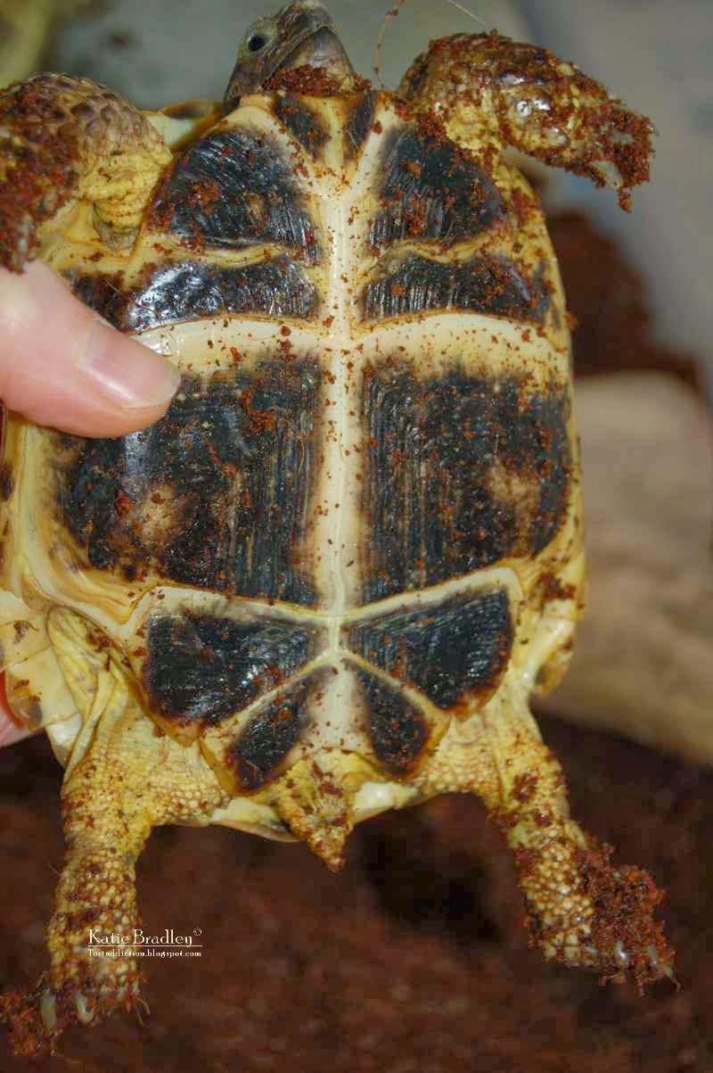 Tortaddiction A helpful guide to determining the sex of your Russian