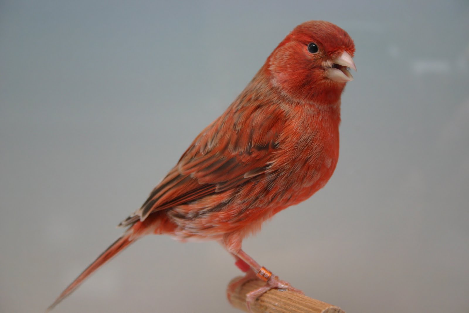 Afbeeldingsresultaat voor kanarie rood