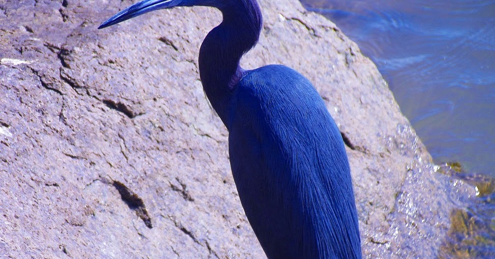 GARÇA-AZUL - MITOS E VERDADES