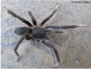 Neoheterophrictus crurofulvus, western Ghats spider, archanids in western ghats