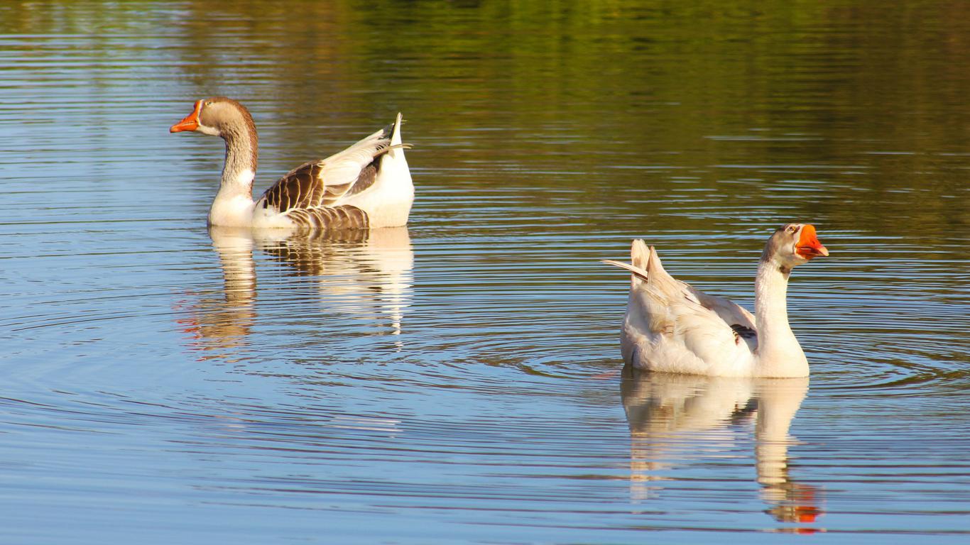 Hadits: tidak boleh hasad kecuali dalam 2 perkara