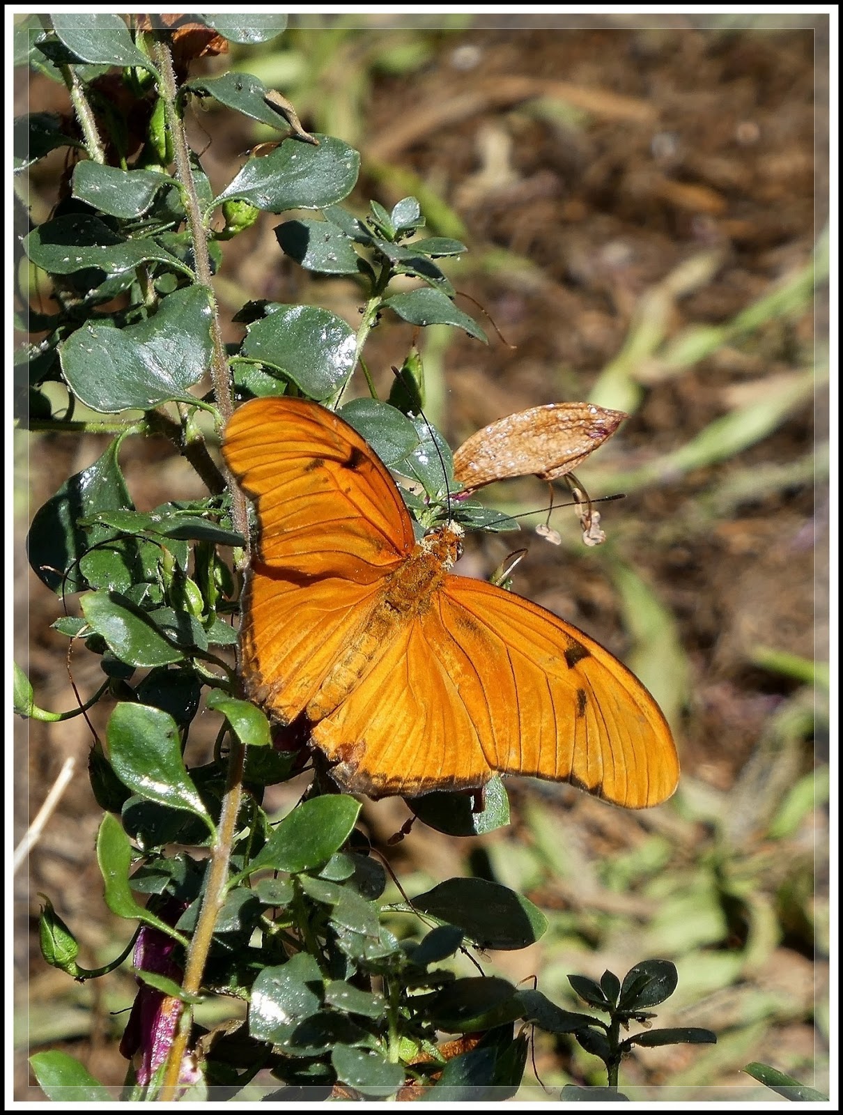 Ken's Photo Gallery Springs Preserve (Butterflies & Birds)