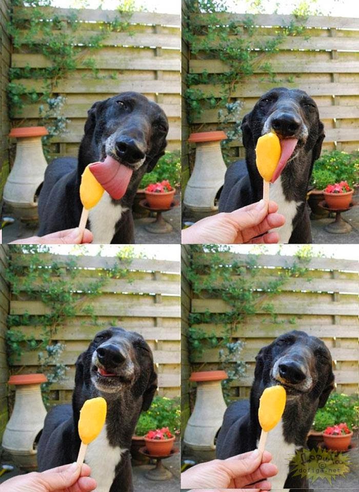 Cute dogs - part 11 (50 pics), dog enjoying Popsicle