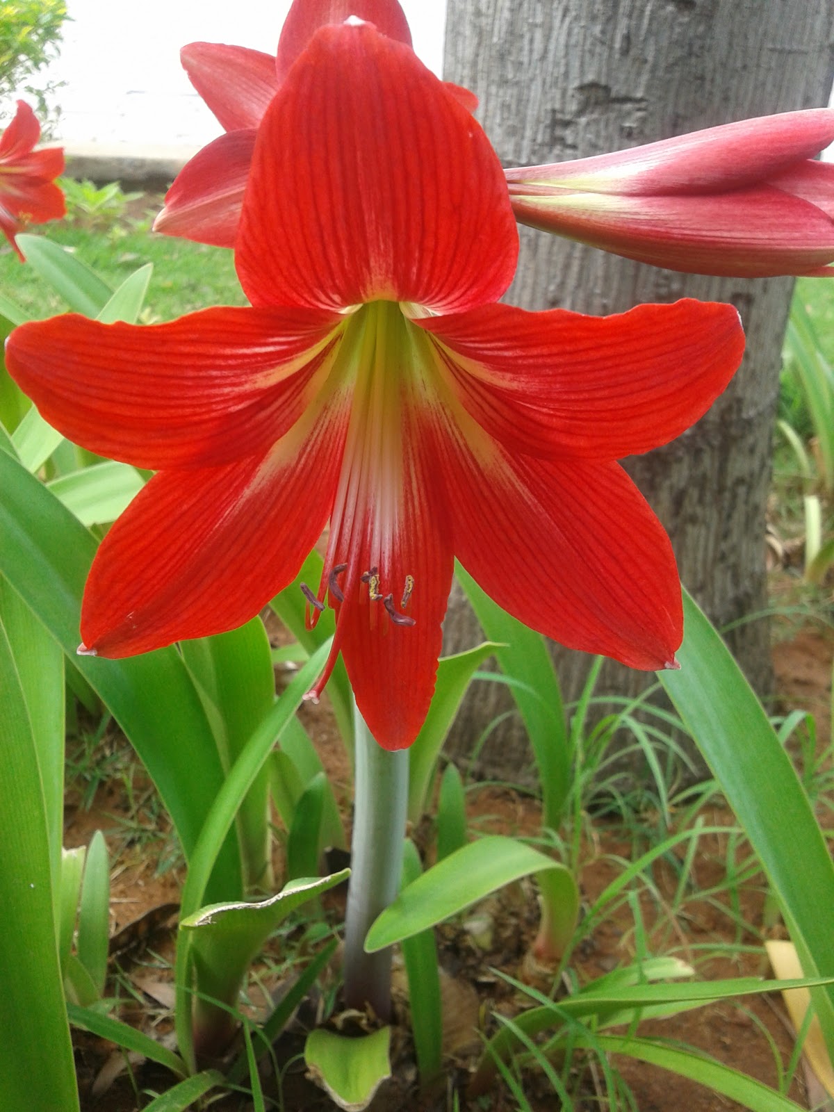 Ornamental Flowers Innovative farming solutions