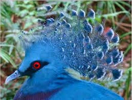 Burung Dara Mahkota Victoria yang Cantik | Ragam Dunia Hewan