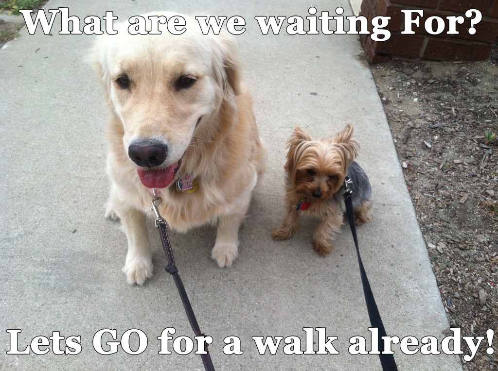 Dog Walking Rules Dog Walking Rules