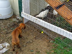 predator chicken coop