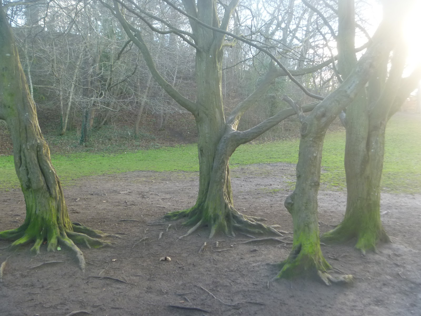 Crafty Green Poet: Hornbeam Trees in Craiglockart Dell