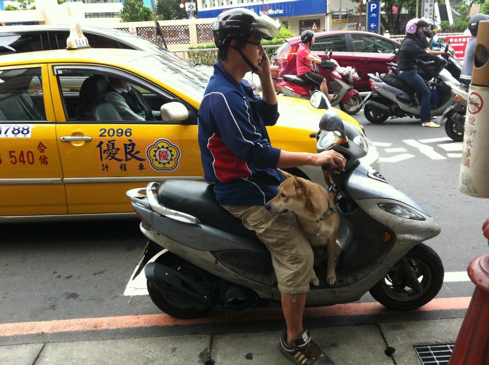 La vida en Taipei Los taiwaneses y sus mascotas