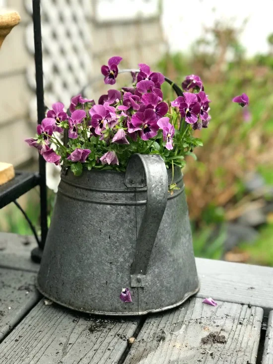 Galvanized Watering Can