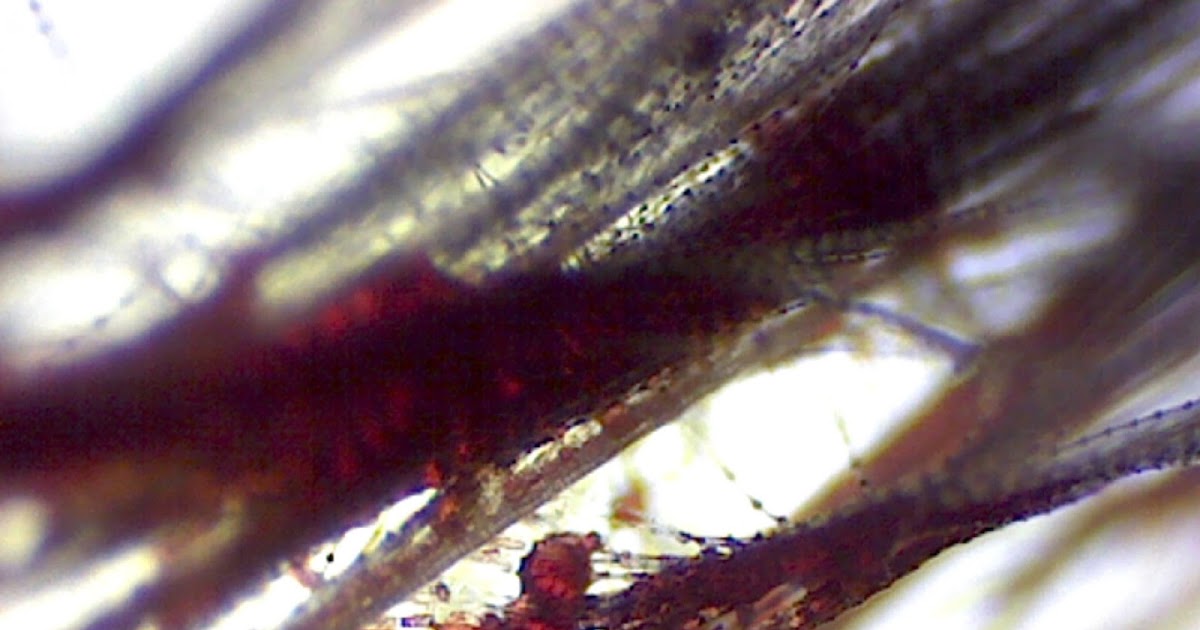 UHoller Feathers of Blood