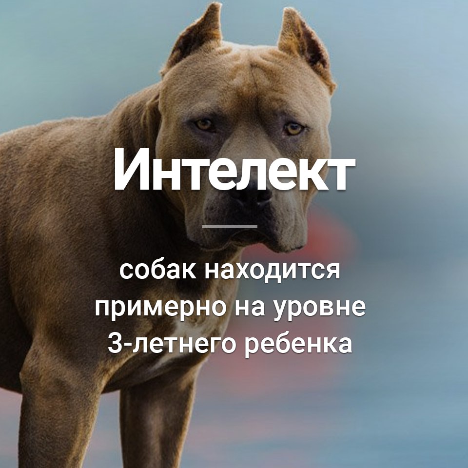 вес щенка кавказской овчарки в 3 месяца. шкала интеллекта пород собак. интеллект собак книга. интеллект собак книга. пес очкастый.