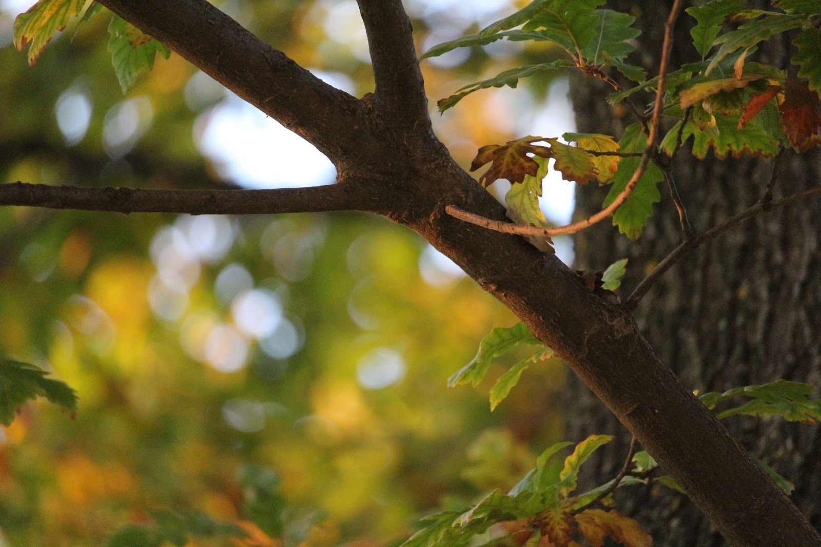 Immagini Meravigliose Della Natura