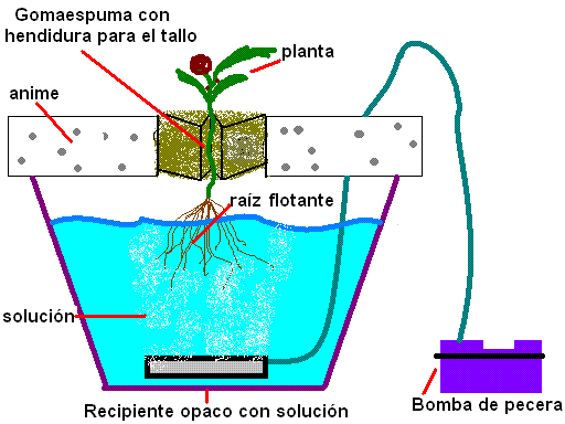 CULTIVOS CARACTERÍSTICAS DE LOS