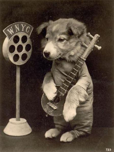 Funny Vintage Animal Pics ~ vintage everyday