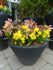 Helleborus x ericsmithii Pirouette and Jetfire daffodils in container at Toronto Botanical Garden by garden muses-not another Toronto gardening blog