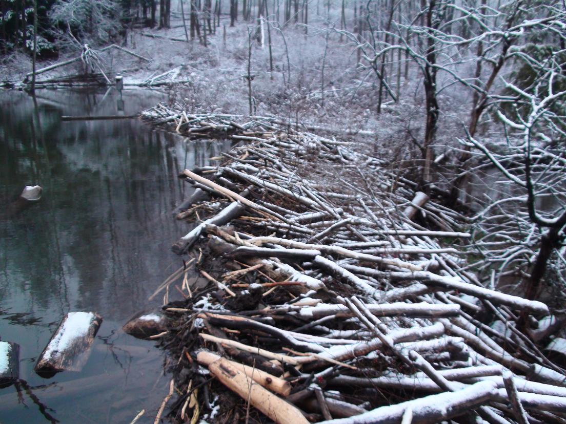 Tales From The Wilds Beaver Dam in Late Winter