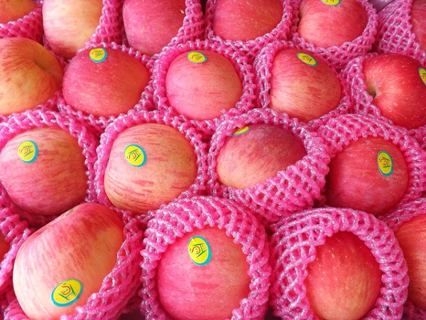 manfaat buah apel fuji untuk ibu hamil manfaat buah apel fuji untuk ibu hamil