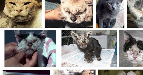 10 Jenis Penyakit Kulit Pada Kucing dan Cara Mengobatinya