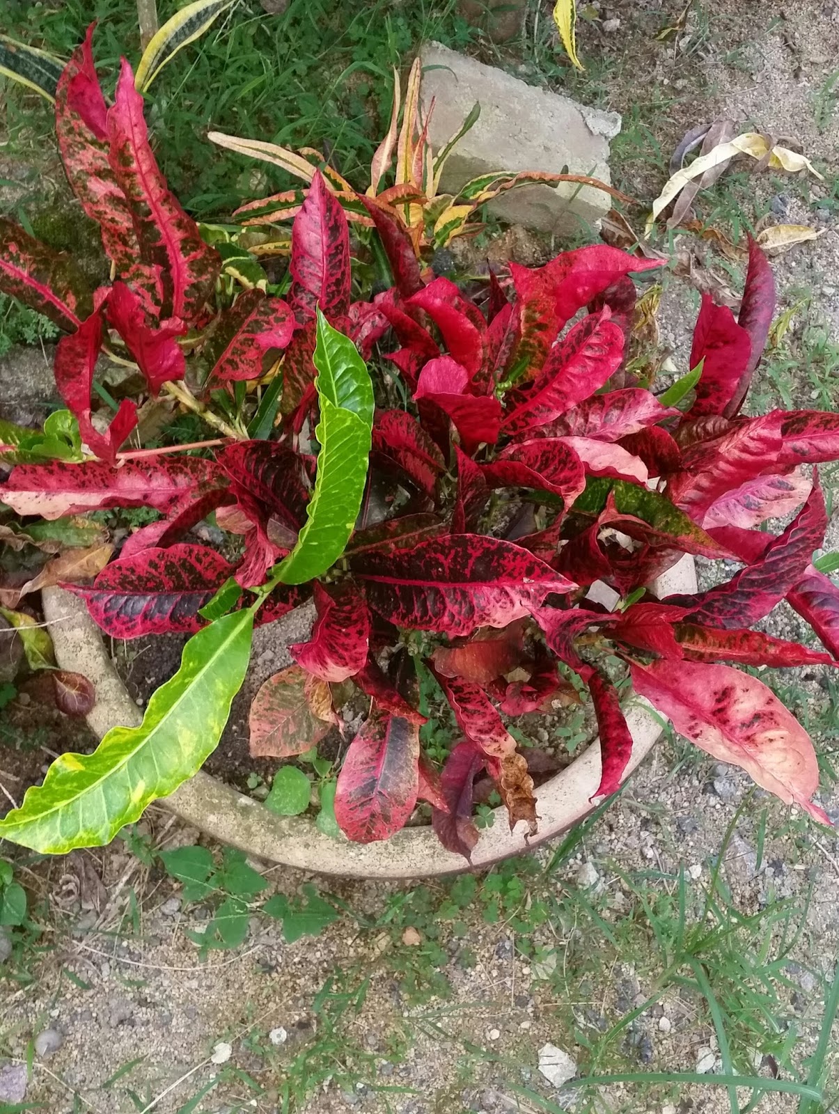 Warisan Petani Pokok Puding