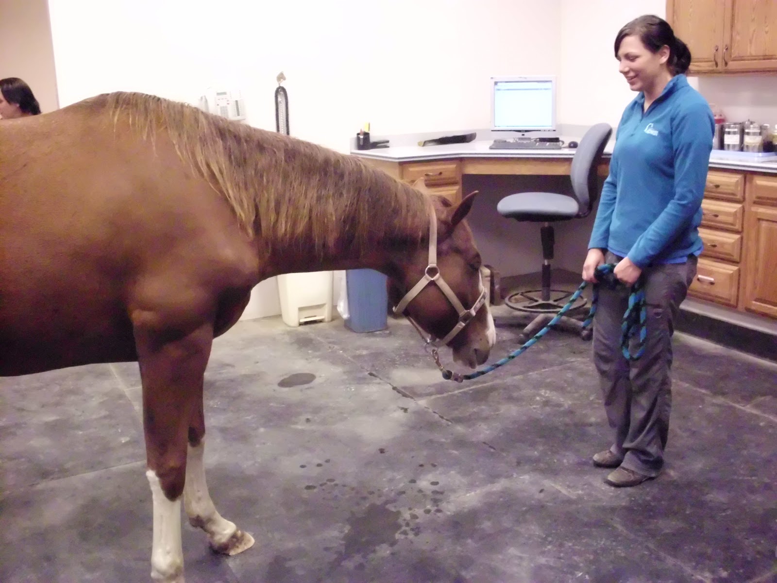 Equine at Parr, LLC Horse at Balance Wisconsin Equine Clinic Oconomowoc, WI