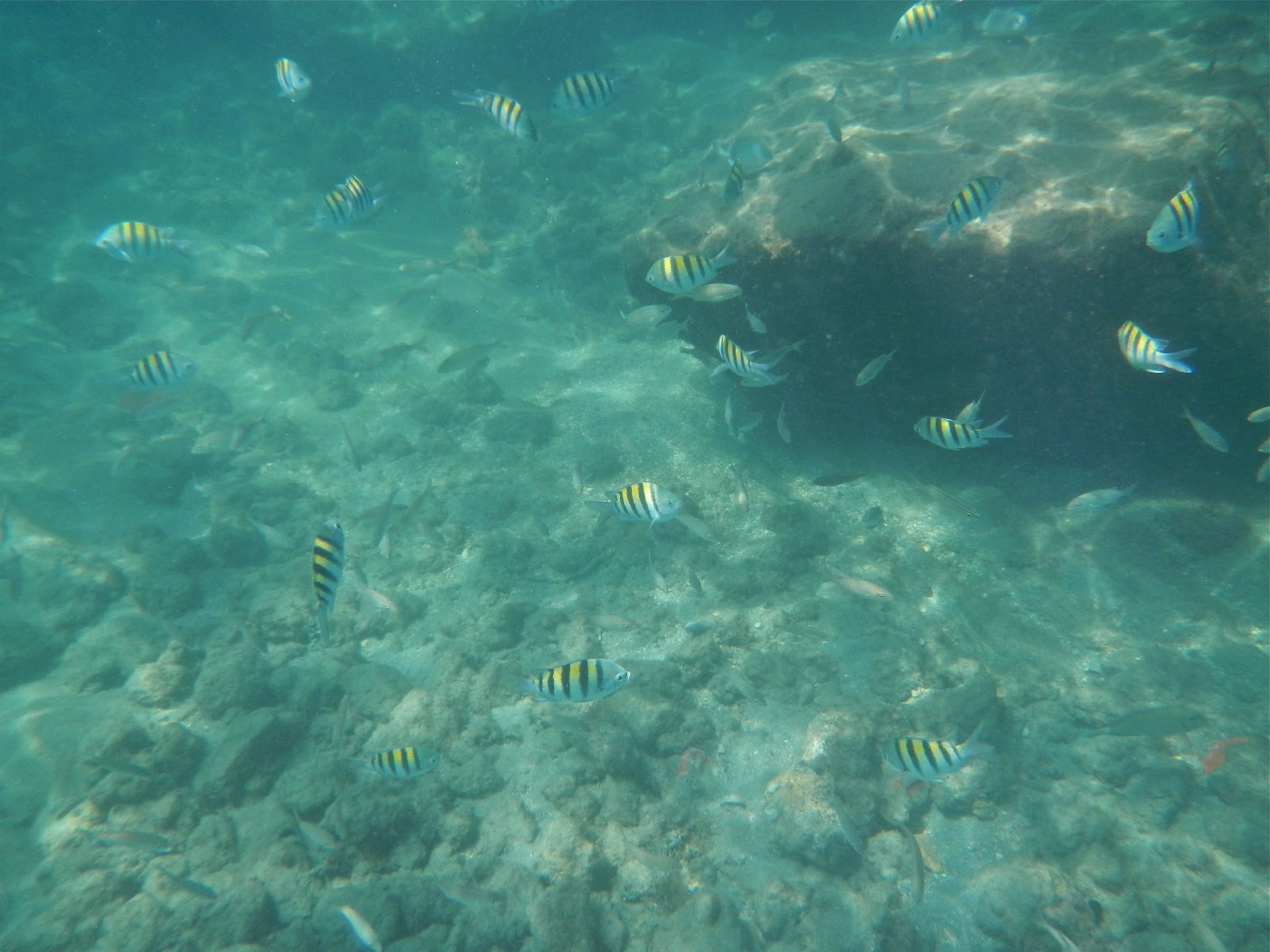 Florida Fishing Academy 3/23/2012 Fishing, snorkeling, and kayaking at