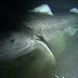 To απόκοσμο πρόσωπο του καρχαρία της Γροιλανδίας που φτάνει σε ηλικία τα 270 χρόνια (pics & vid)