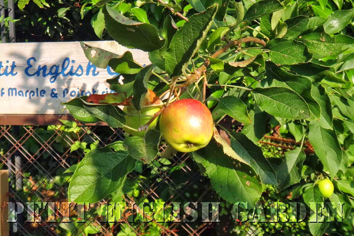 Petit English Garden by MARPLE & POIROT A NEW WIRE ARCH FOR APPLE