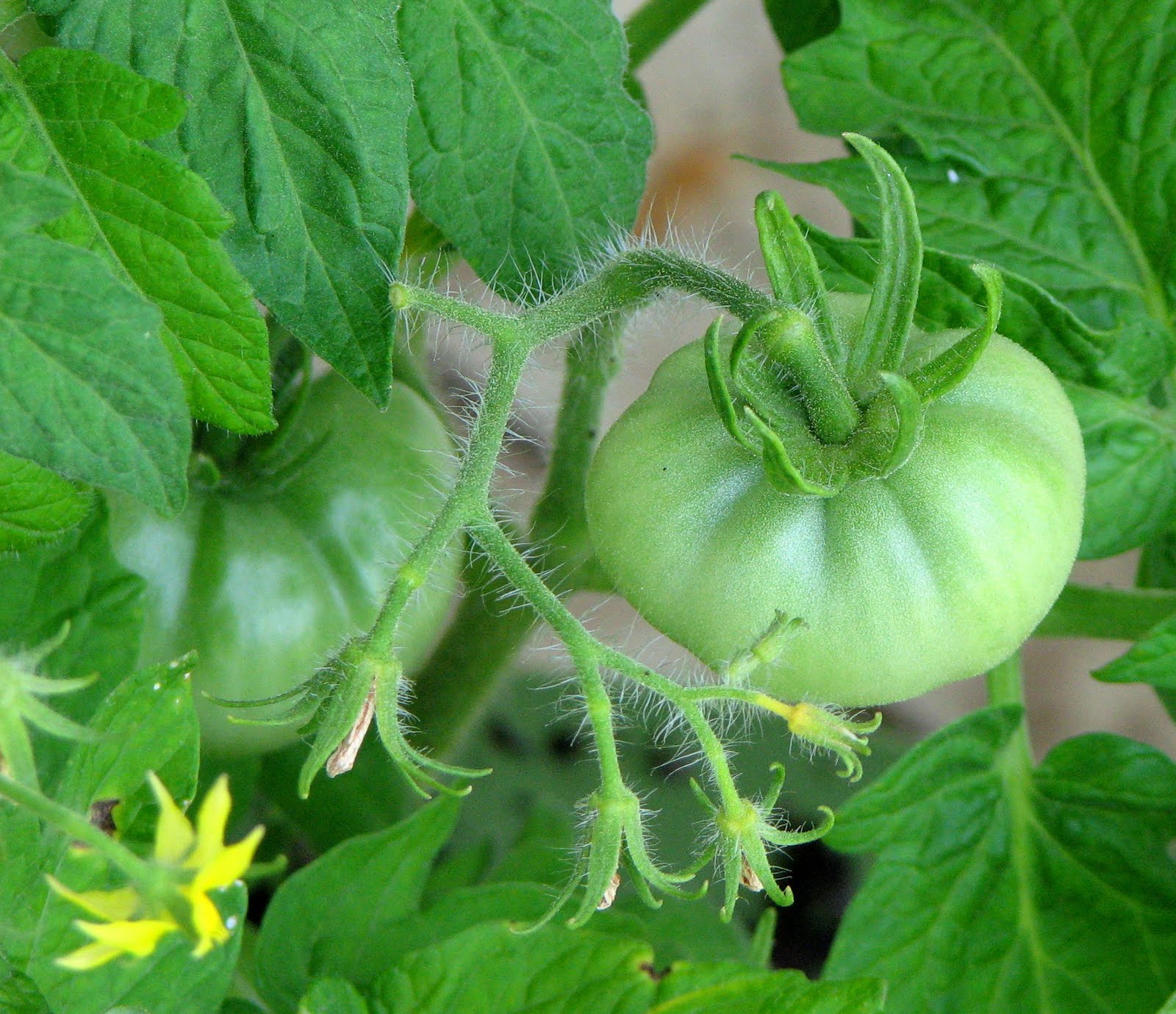 The Back Forty Tempt Me With Tomatoes