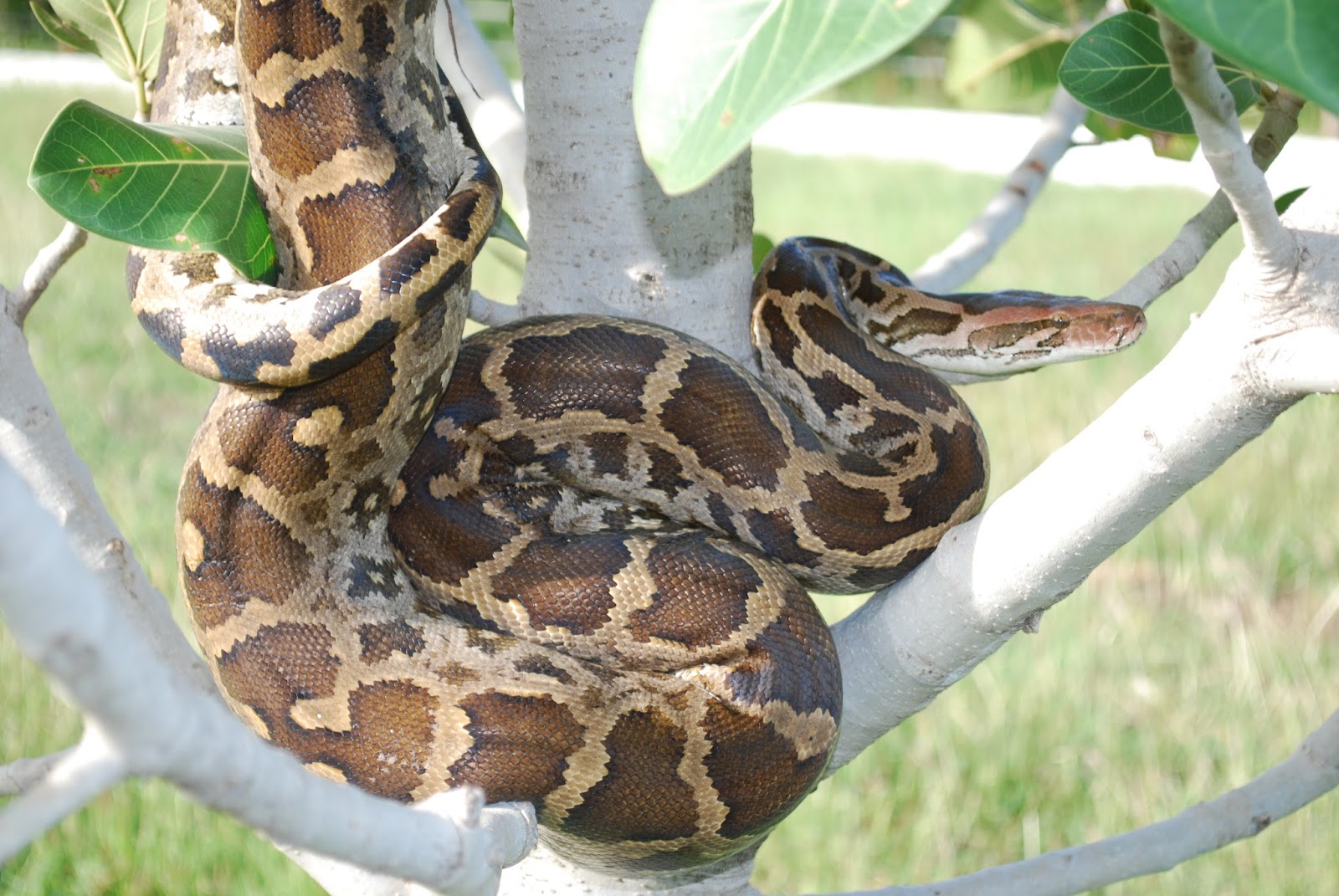 The Mathisen Corollary Ahimsa, blessing, and the coils of the Python