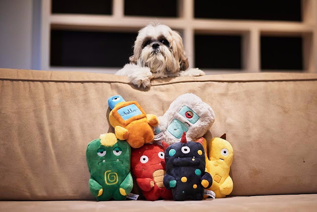 Dicas para os shih tzu que ficam sozinhos