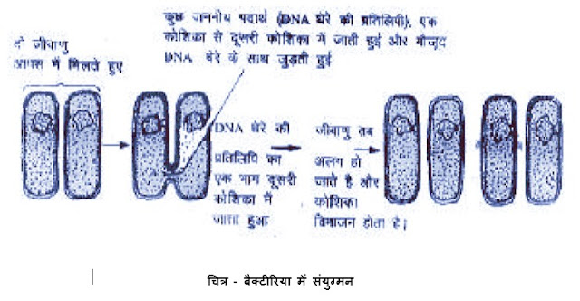 बैक्टीरिया में संयुग्मन बैक्टीरिया में संयुग्मन