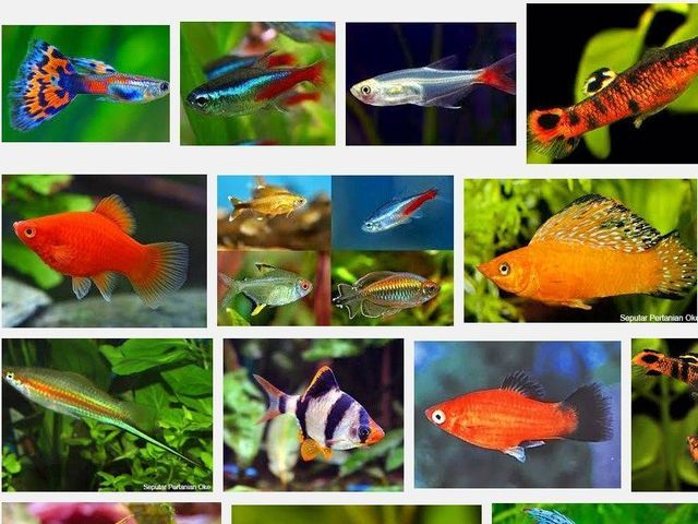 Gambar dan Foto Ikan Hias Kecil