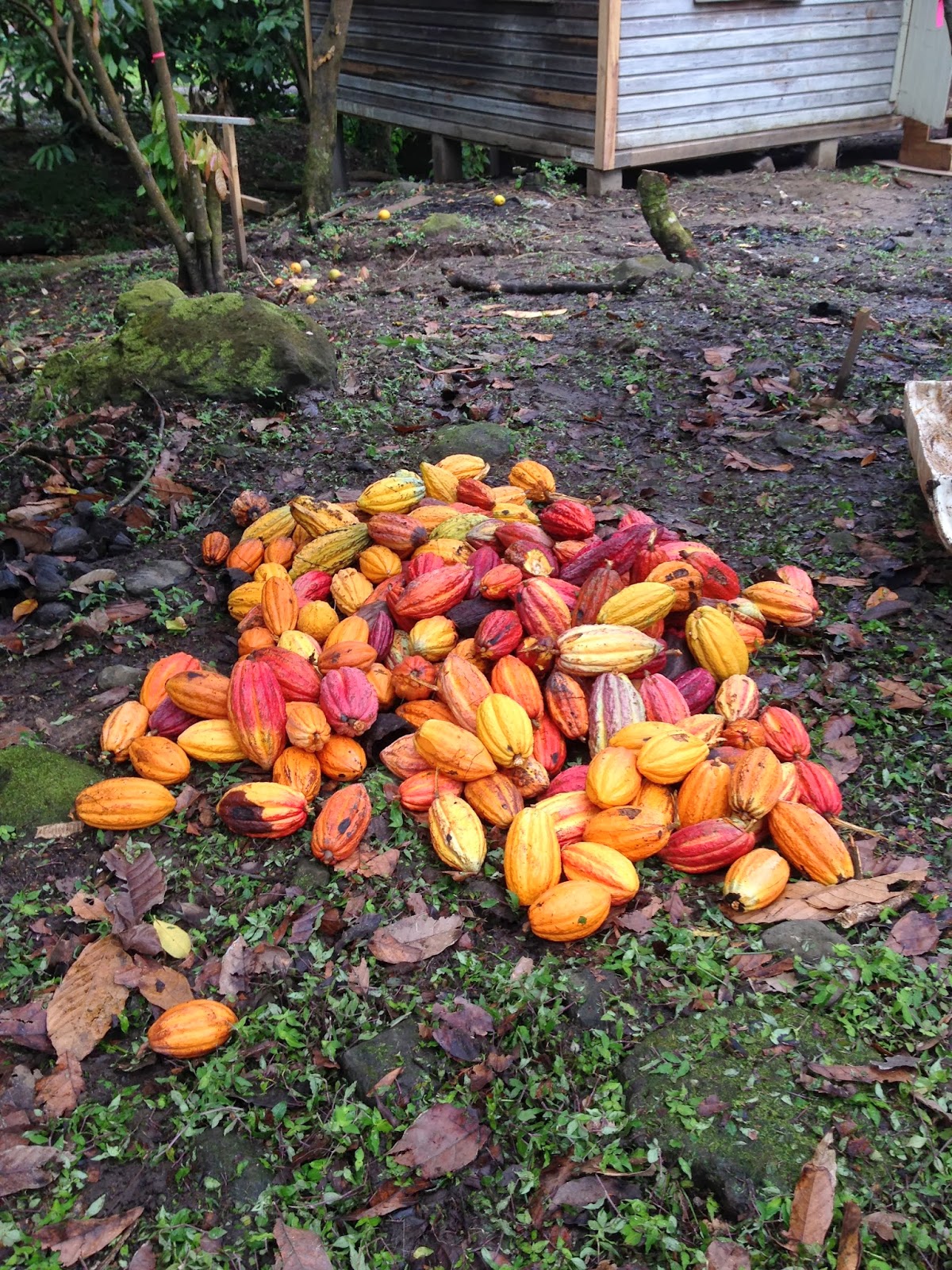 Cocoa Farming Future Initiative Grenada Cocoa Picking Day!
