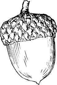 Acorn coloring pages 4