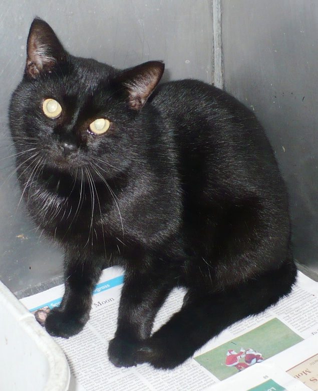 franklin county humane society cats