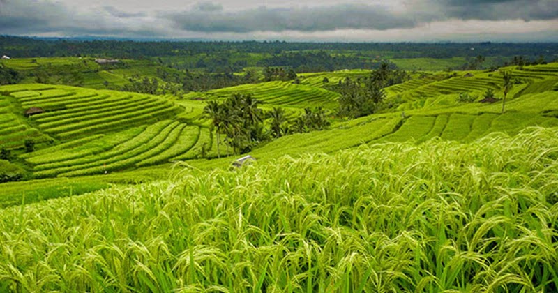 Ini Permasalahan yang Sering Dihadapi Pertanian di Indonesia - Jual