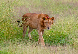 Wounded Lion
