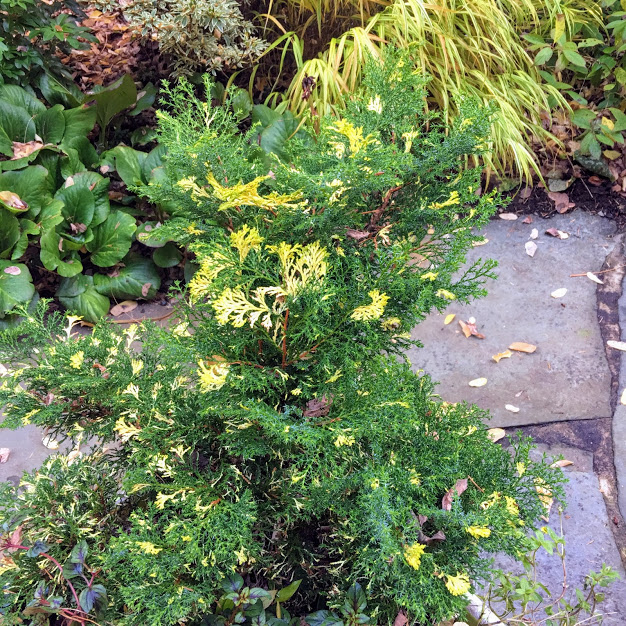 Heritage Nursery West Evergreen Shrubs