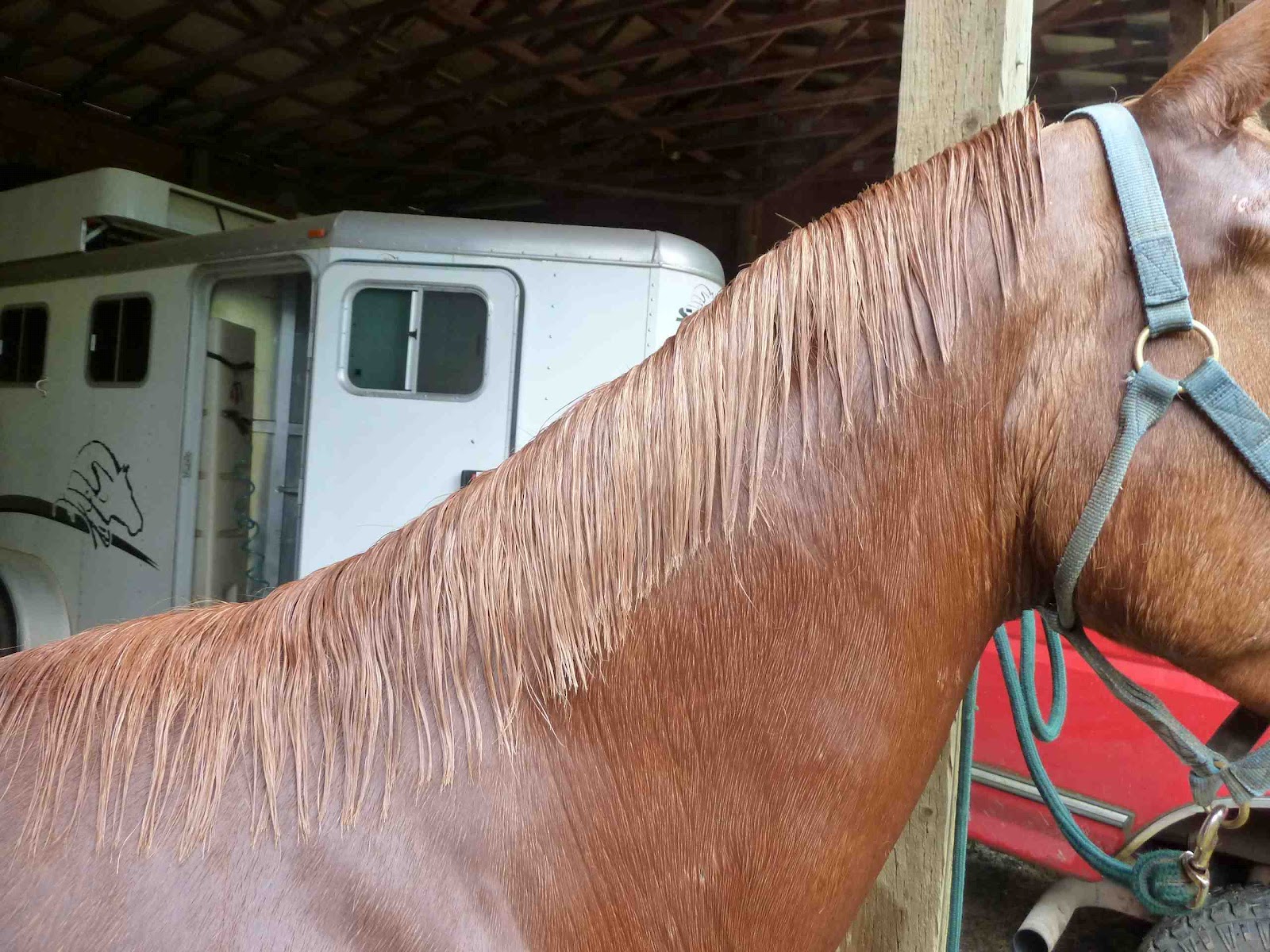 Dances With Horses My easyin, easyout braiding method