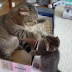 Dos adorables gatitos luchan por una caja que ambos quieren (Video)