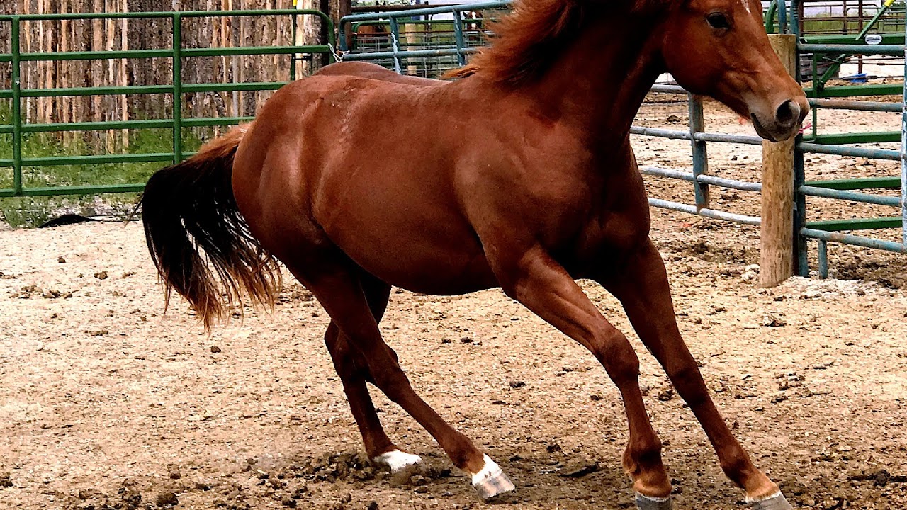 Barrel Horses For Sale In Nebraska Horse Choices