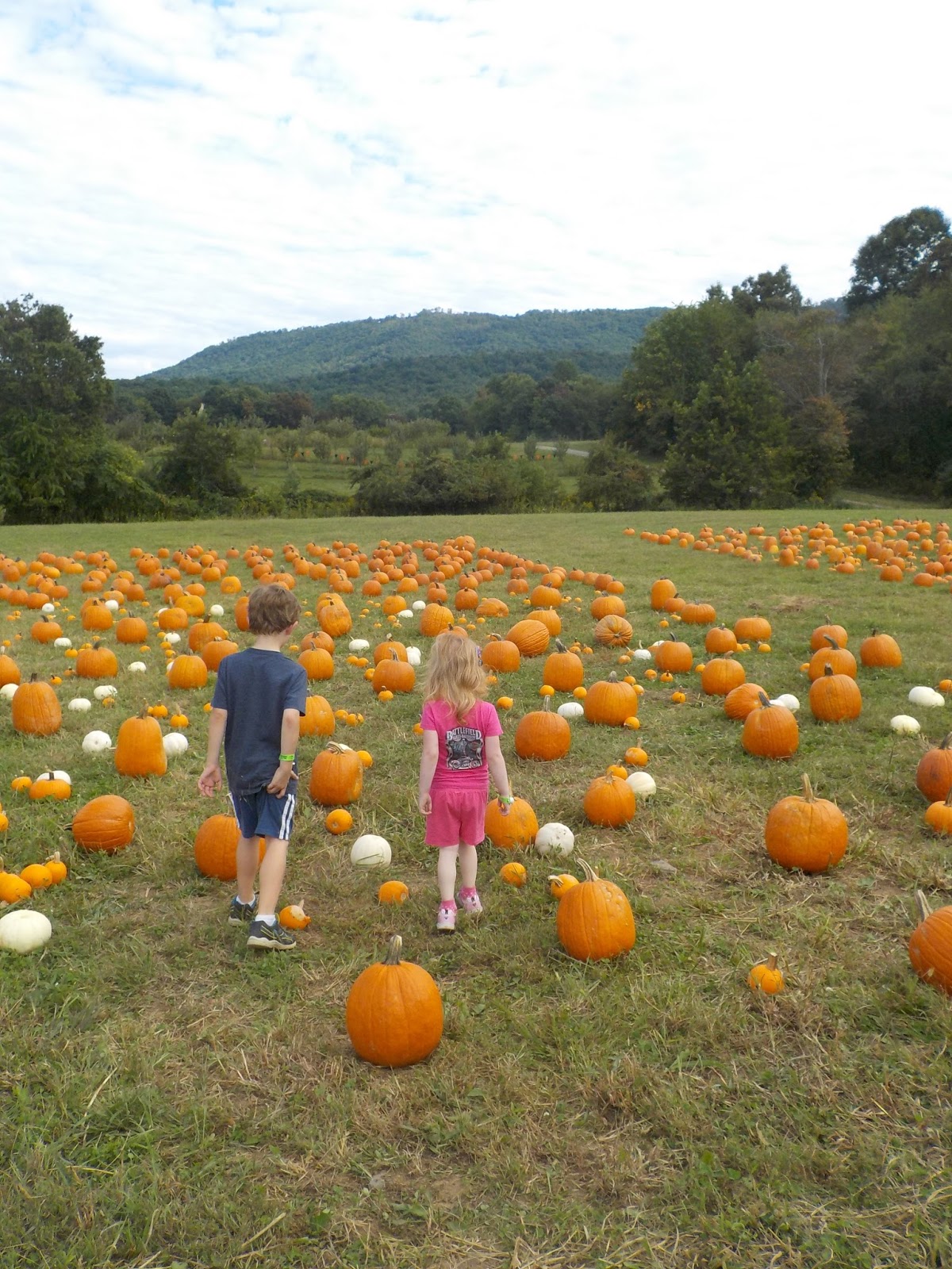 Pumpkin patch va beach