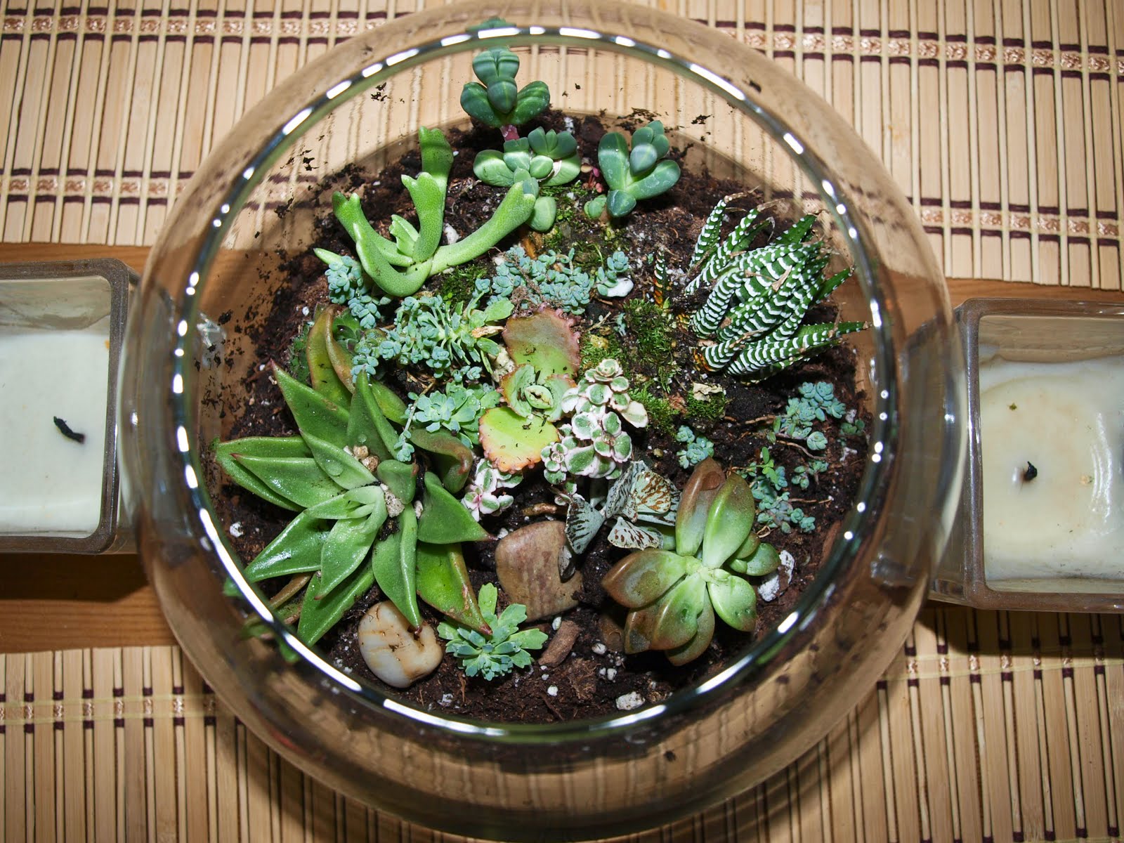 CookLoveCraft Fish Bowl Succulent Garden