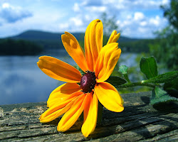 flower yellow flowers wallpapers pressed desktop delights designs