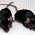 Logran revertir el envejecimiento en ratones
