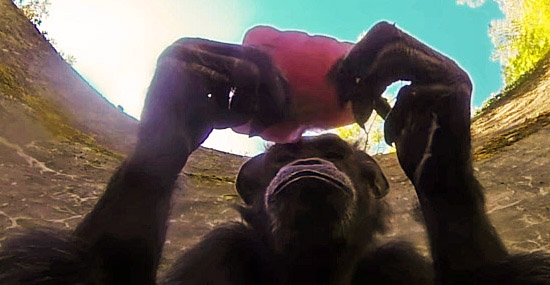Chimpanzé Chloe no Oregon Zoo
