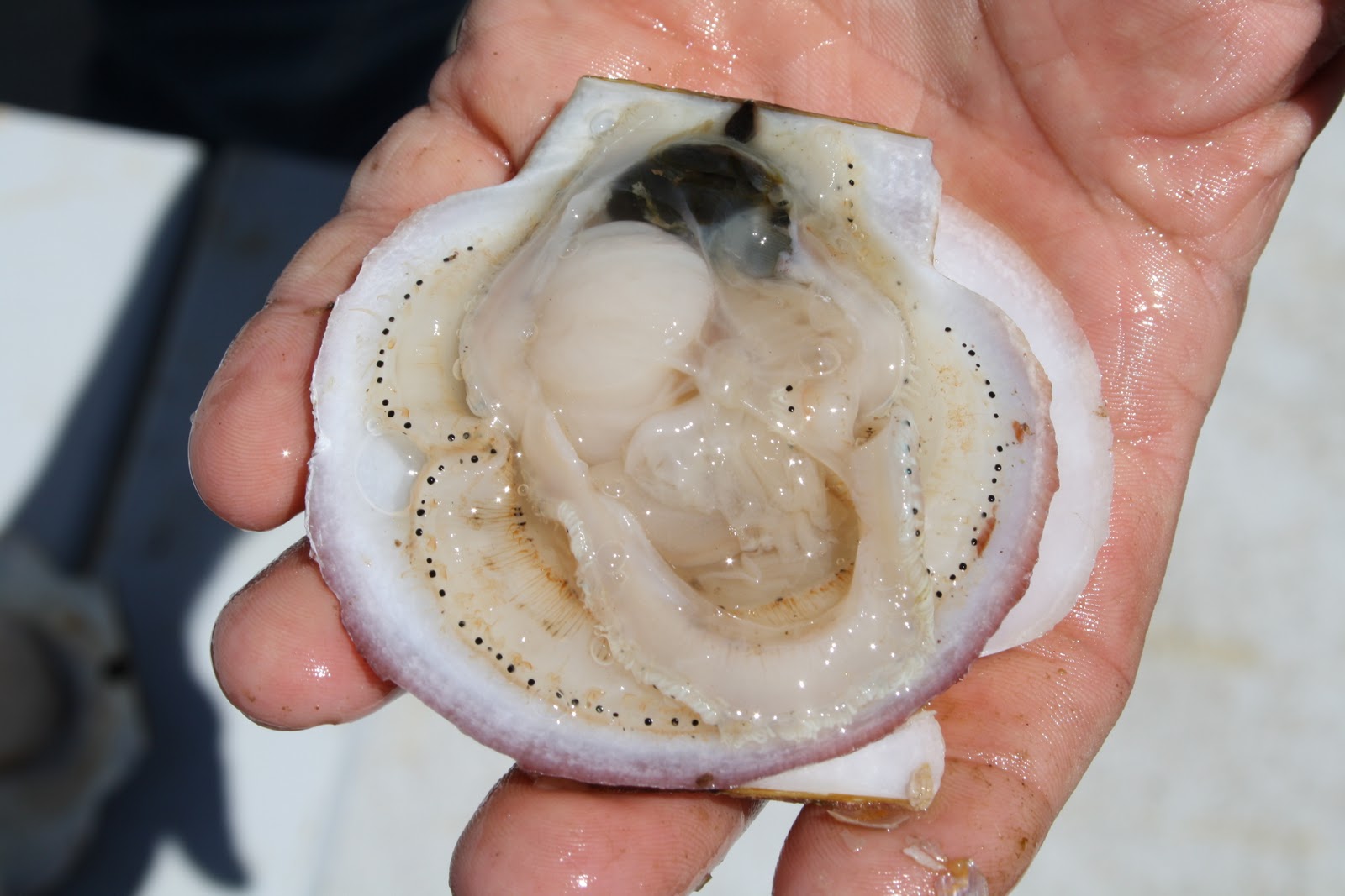 Huntsman Marine Science Centre: Scallops